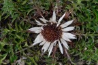 Fiore Fiore