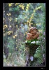 Addormentato nel bosco... Addormentato nel bosco...
