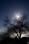 albero albero