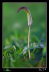 ...Fiore... ...Fiore...