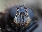 The fly The fly