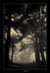 Lost in the fog... Lost in the fog...