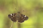 Erynnis tages Erynnis tages