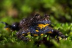 Bombina pacypus Bombina pacypus
