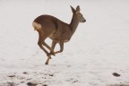 capriolo capriolo