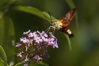 Hemaris fuciformis II