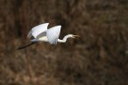 Il Bianco che "urla" Il Bianco che "urla"