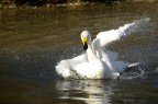 il cigno il cigno