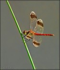 libellula
