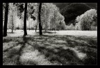 oasi bosco tenso 3 oasi bosco tenso 3