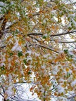 Colori tra la neve Colori tra la neve