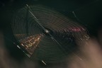 Tela Tela
