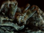 Shelob Shelob