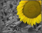 voglia di vivere voglia di vivere