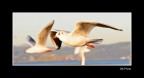 The Seagulls The Seagulls