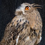 [b]Data di creazione:[/b] 04/05/2008 13.51
[b]Modello:[/b] NIKON D80
[b]Obiettivo:[/b] AF Zoom-Nikkor 28-85mm f3.5-4.5
[b]Focale:[/b] 66�mm�(equiv. 99�mm)
[b]Diaframma:[/b] f5
[b]Tempo d'esposizione:[/b] 1/200"
[b]Sensibilit� ISO:[/b] ISO 320/26�
[b]Programma:[/b] Aperture priority
[b]Bilanciamento Bianchi:[/b] Auto