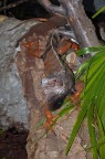 iguana iguana