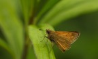 Hesperiidae Hesperiidae