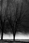 Alberi Alberi