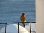 falco falco