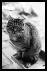 catmodel catmodel