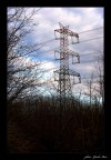 L'albero più alto L'albero più alto