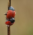 Coccinelle