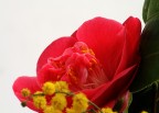 Camelia Camelia