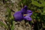 campanula montana campanula montana