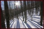 sottobosco innevato sottobosco innevato