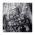foliage foliage