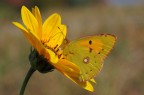 Giochi di giallo - Colias crocea su Topinambur Giochi di giallo - Colias crocea su Topinambur