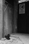 Il guardiano Il guardiano