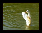 Duck dance Duck dance