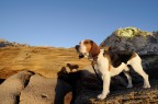 rufus adventure rufus adventure