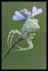 Tomiside sp. Tomiside sp.