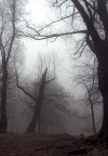 Natale Nel Bosco... Natale Nel Bosco...