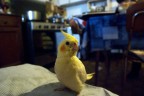 Passeggiata quotidiana Passeggiata quotidiana