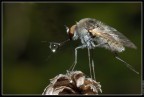 Mosca Mosca