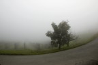 Albero Albero
