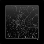 Dark spider in white web