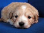 il cucciolo il cucciolo