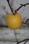 Mela baciata dalla neve Mela baciata dalla neve