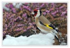 Cardellino Cardellino