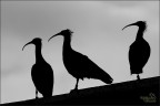 Curvi... in silhouette! Curvi... in silhouette!
