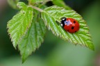 Coccinella semplice Coccinella semplice