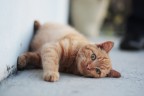 il fratello dei gatto gatto :'( il fratello dei gatto gatto :'(