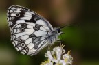 Melanargia Melanargia