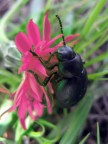 Beetle Beetle