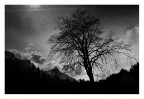 mounain tree mounain tree